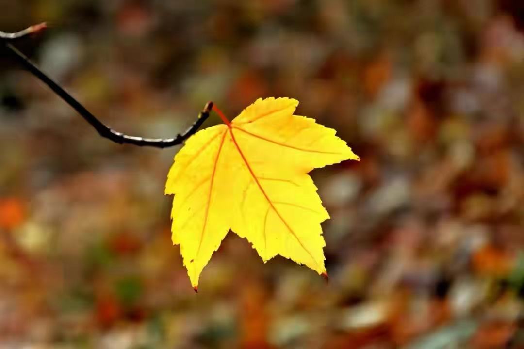 心理学怎么去除胡思乱想,心理学恐惧焦虑胡思乱想自卑