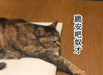 猫咪太聪明严重影响铲屎官脱单啊,猫咪所有的活力都留给了铲屎官