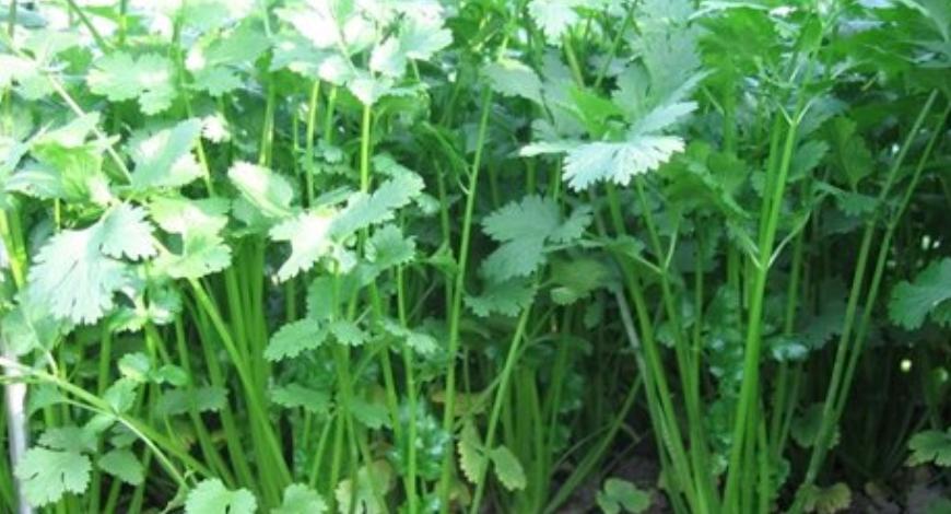 具体介绍一下香菜的一些种植方法,香菜种植时间和方法家庭种植香菜