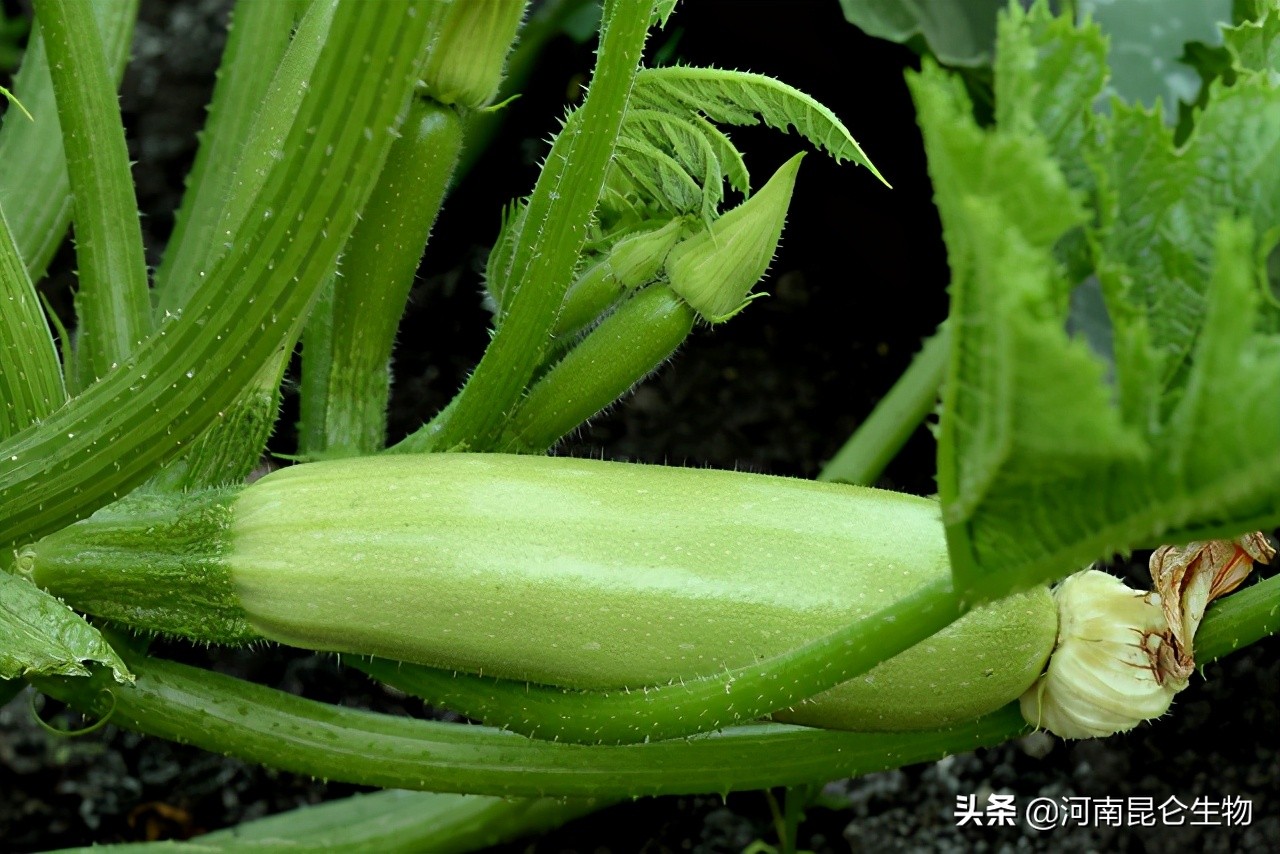 西葫芦烂根用什么药最好,西葫芦烂根特效药