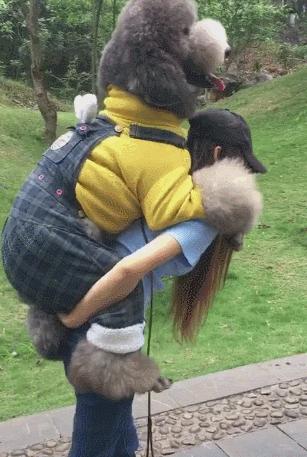 泰迪狗不能抱,怎么抱泰迪狗狗有安全感