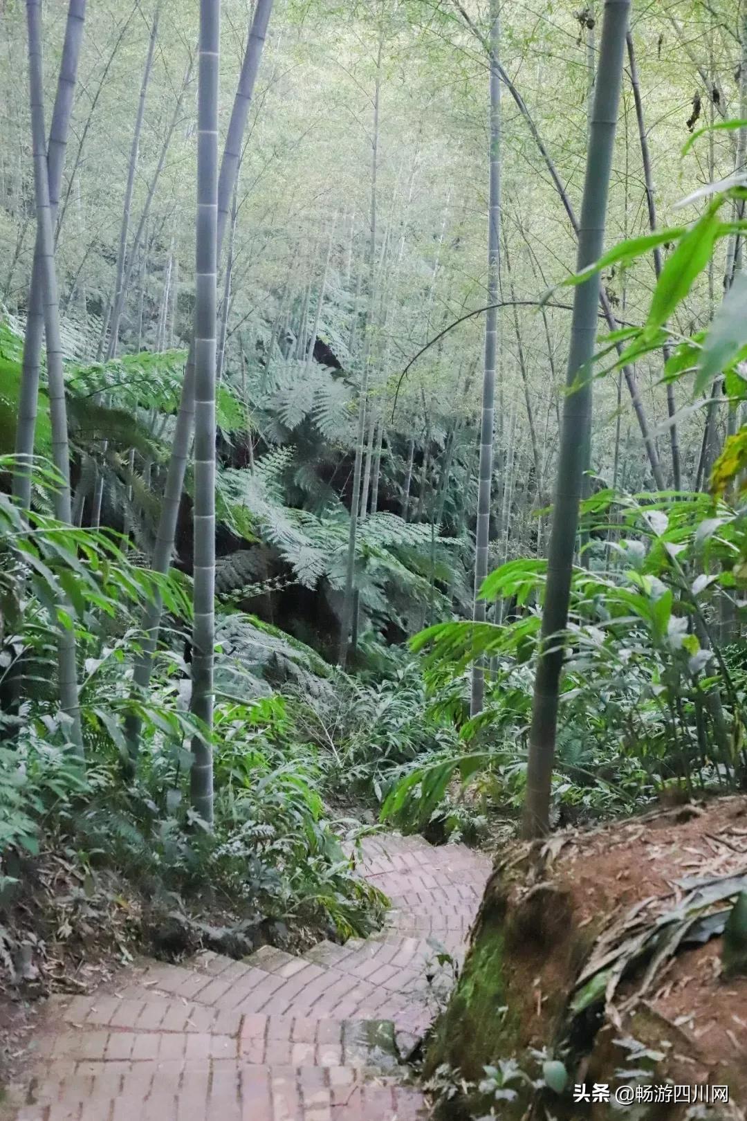 四川发现桫椤群,宜宾发现桫椤群视频