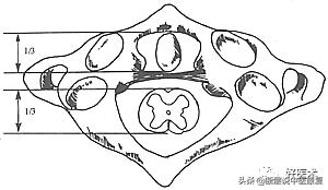脊柱韧带的走行与位置,脊柱相关病九大诊治区图
