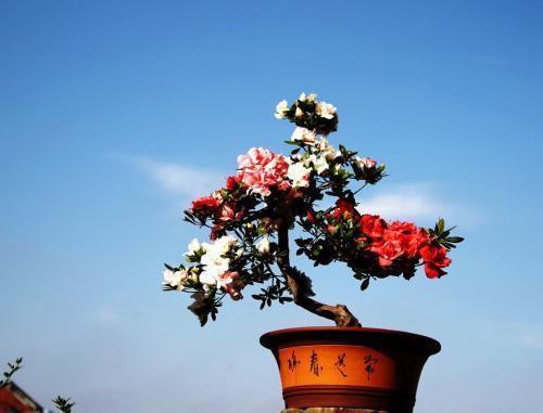 杜鹃花黄叶家用小妙招,杜鹃黄叶干枯怎么办