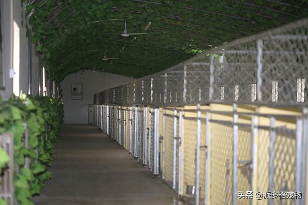 派多格宠物南京,派多格宠物学习美容多少钱