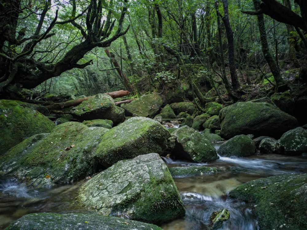 vivonex3和vivonex3s,vivonex3和vivonex3s区别