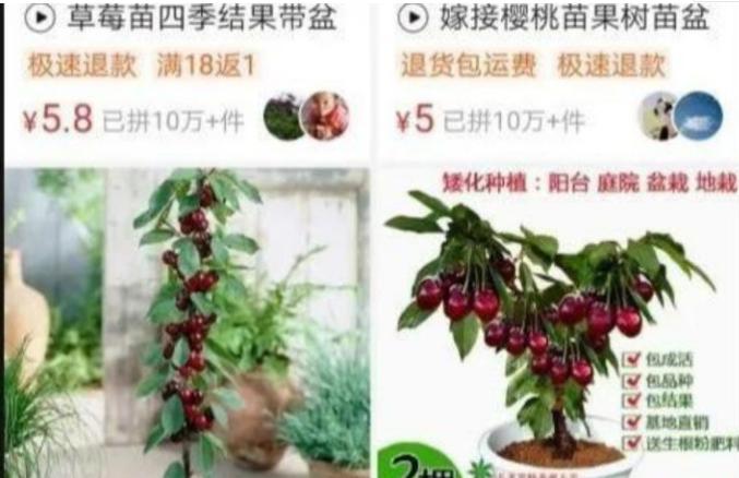 在闲鱼卖水果怎么赚钱变现,闲鱼种树免费得水果