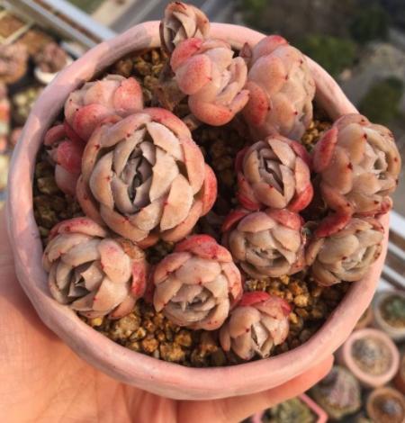 多肉叶片喷水有助上色吗,给多肉上色的最佳方法