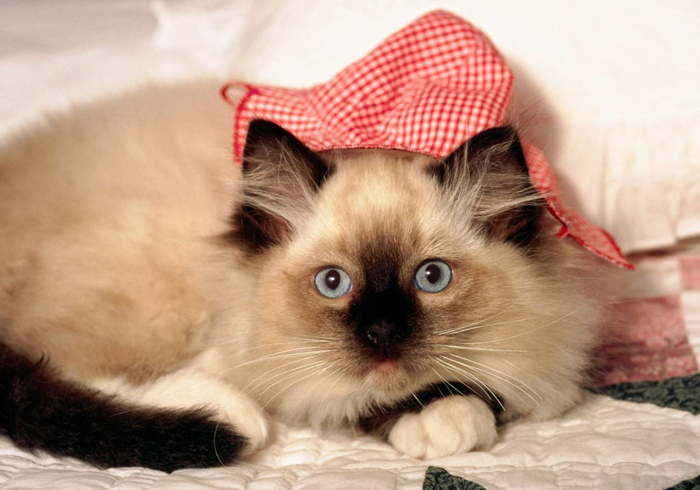 猫咪乱拉乱尿是报复主人吗,猫咪报复性乱尿的症状