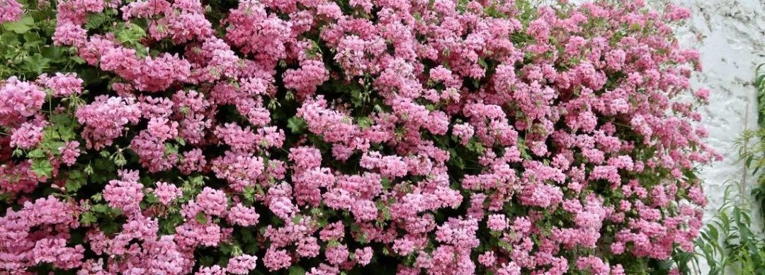 飞鸟越过珊瑚海,飞鸟越过山林