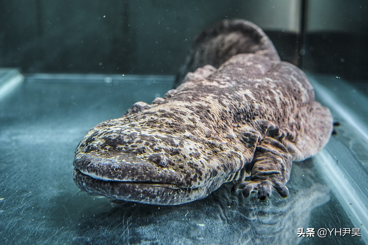 揭秘日本水怪之谜,传说中的日本水怪会是一种濒临灭绝的鱼吗?