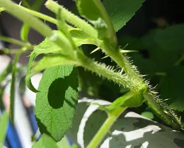 蔷薇月季玫瑰哪种最好养,蔷薇月季玫瑰区别是什么