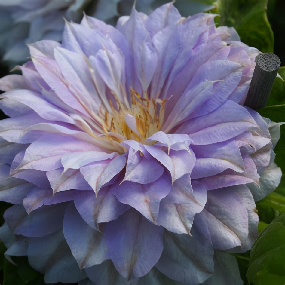 铁线莲小苗怎样种易成活,秋天新买的铁线莲小苗怎样上盆