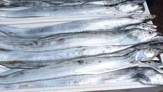 带鱼30元一斤,带鱼看着新鲜吃着不好吃