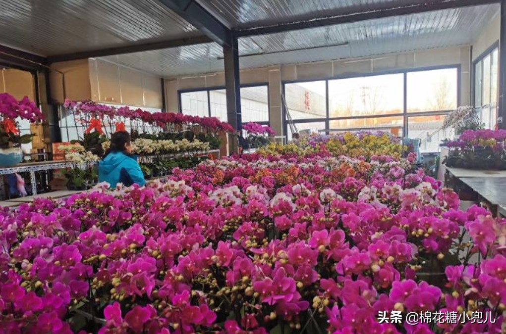 北京盆栽花卉批发市场,北京众兴花卉批发市场