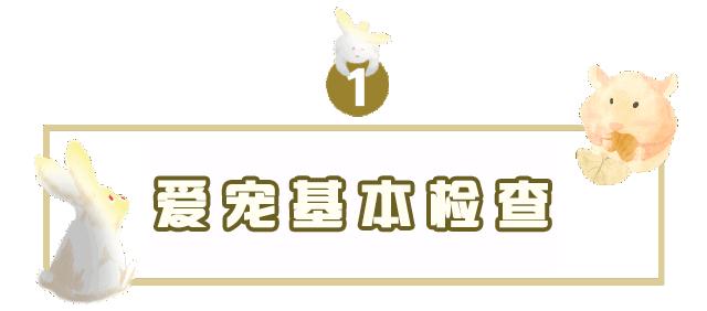 吹爆汕头这家「宠物精灵聚集地」美容、洗剪吹、零食,一应俱全…