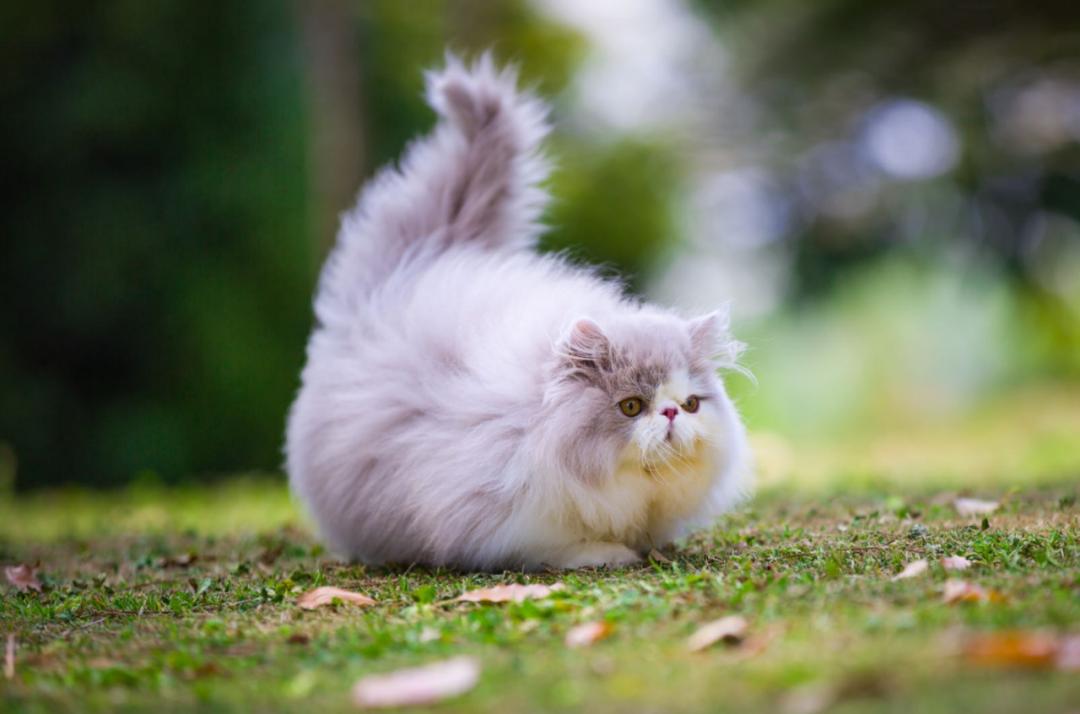 矮脚长毛大松尾拿破仑猫,长毛大尾巴拿破仑矮脚猫