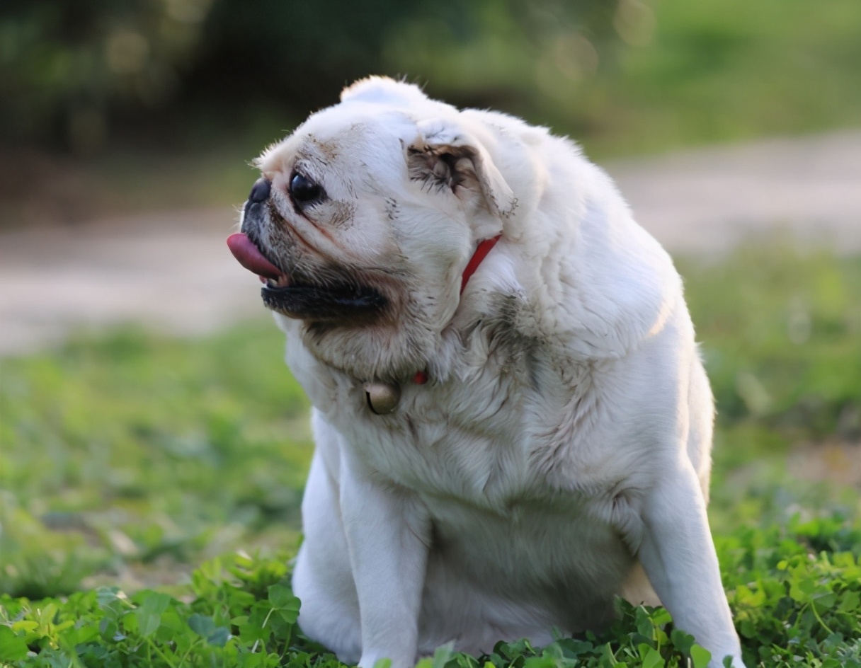 狗狗吃鸡肝的危害有哪些症状,狗狗经常吃鸡肝有什么危害