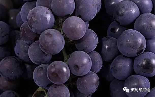 清凉一夏愉快吃瓜—印尼常见水果大全