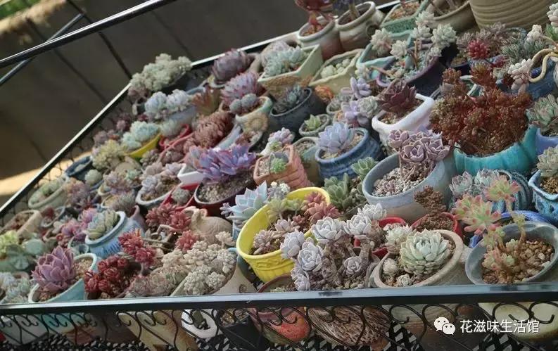 多肉小课堂长寿花,多肉植物小课堂视频