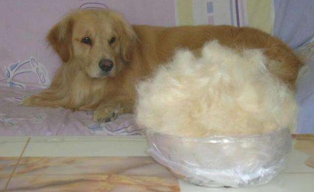 金毛犬如果不听话了怎么办,金毛犬怎么养才是正确的