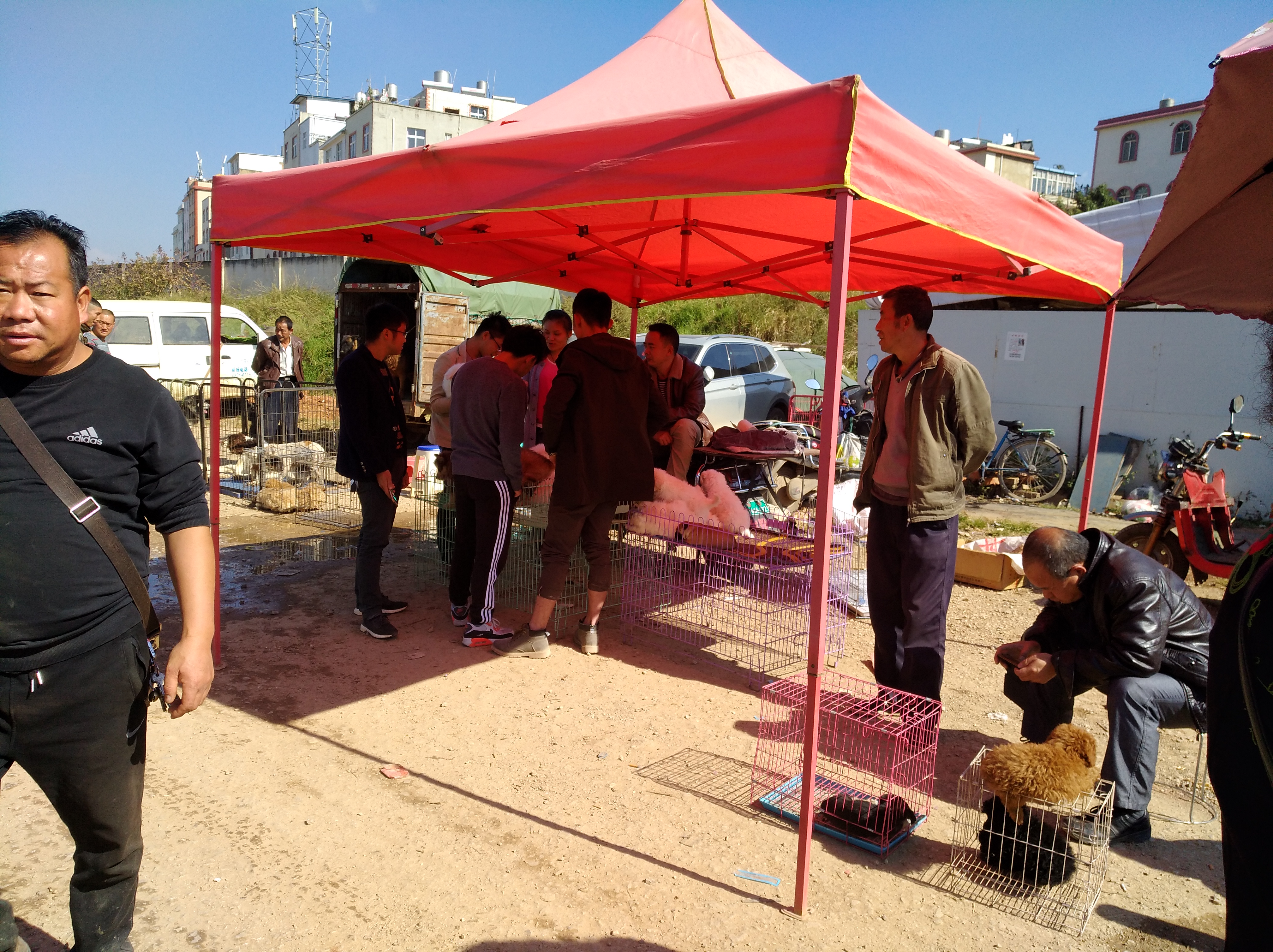 狗市狗哪儿来的,狗市的介绍