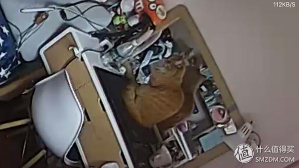 白天不在家猫喂食怎么办,白天不在家猫怎么养