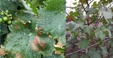 葡萄日灼最佳治疗方法,葡萄套袋可以避免日灼和气灼吗