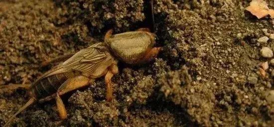 现在杀灭地下害虫的有效药剂有,杀灭地下害虫这里有10种绝招