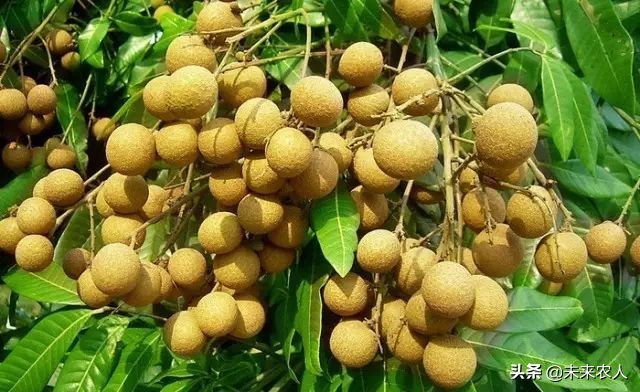 烤烟有机肥的正确使用方法,烟草专用有机肥怎么使用