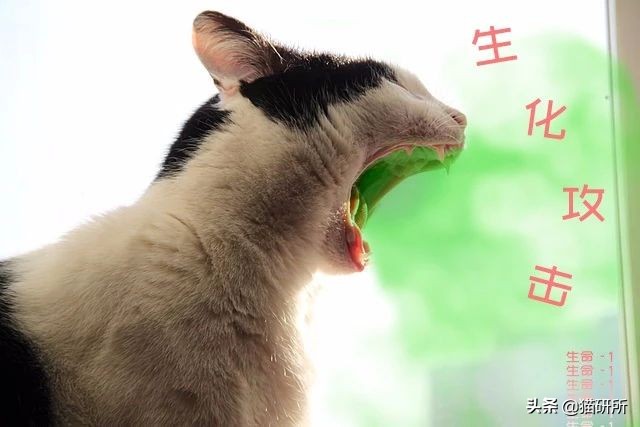 猫咪口臭的解决方法及原因,猫咪口臭缺乏什么