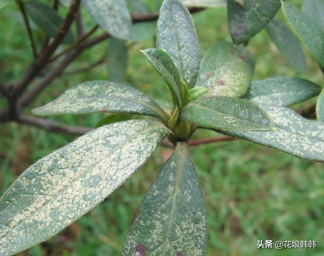 杜鹃花红蜘蛛什么症状,杜鹃花红蜘蛛病图片