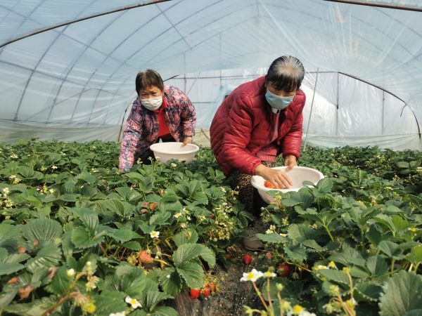 9年创业路，她把传统葡萄园变成现代农业示范园，“最美巾帼农庄”带动脱贫致富