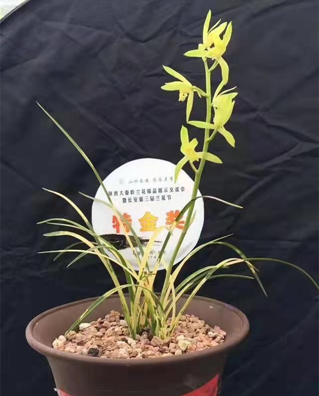 近期兰展获奖的蕙兰新品,全国兰展获特金奖蕙兰