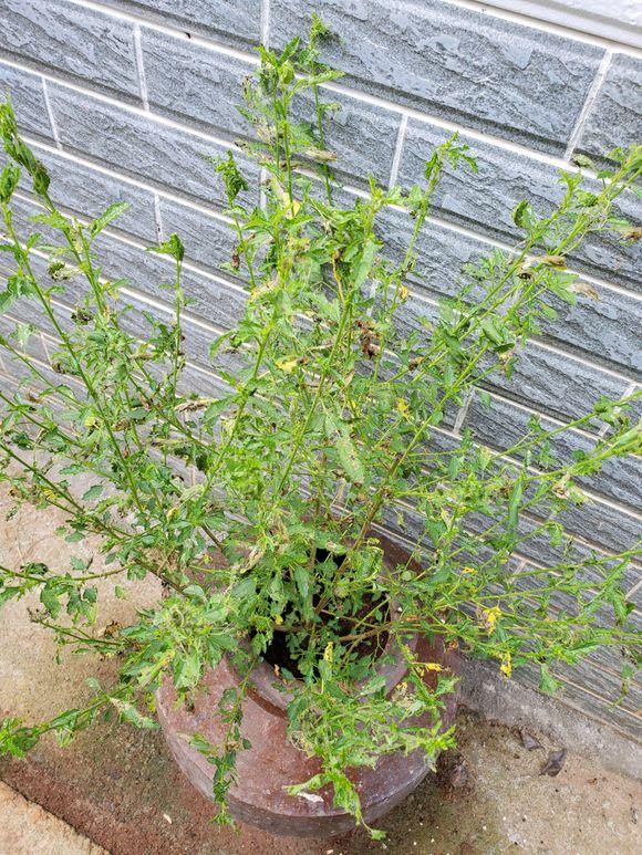 丹麦木槿怎么才能枝繁叶茂,木槿叶子枯萎了怎么治