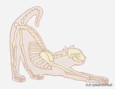 猫咪是一种特殊的液体你知道吗,猫咪为什么是液体形成的