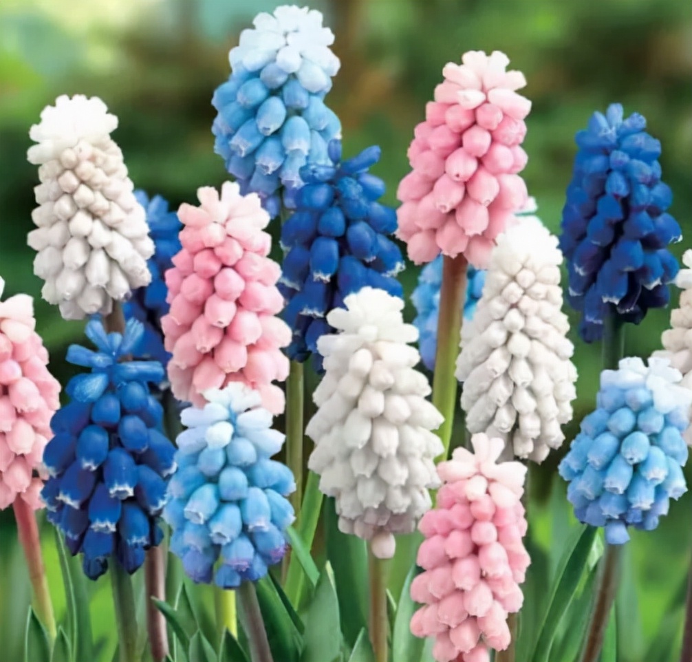 哪些种球适合春天栽种,冬季种百合种球能开花吗