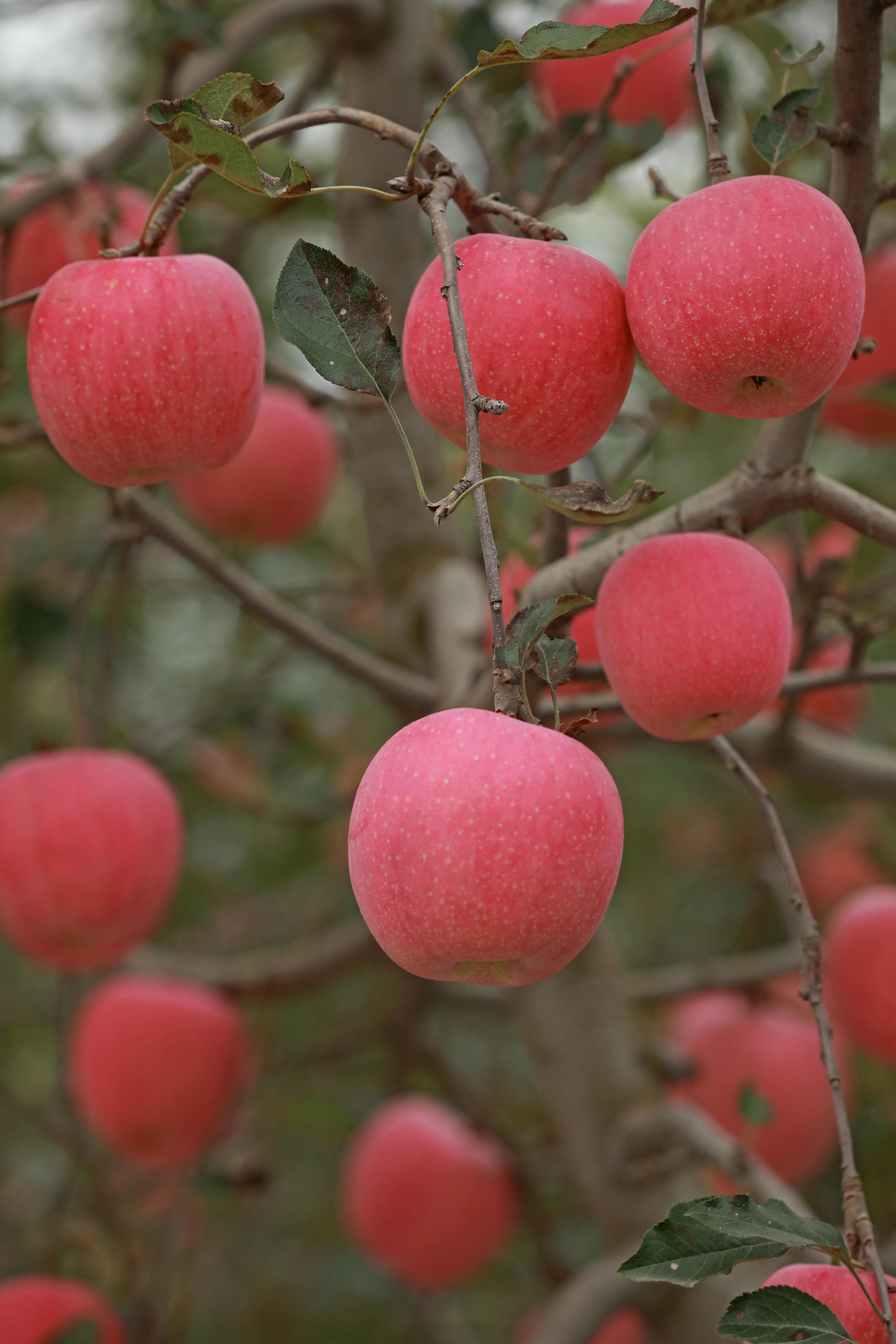 红富士苹果哪里产的好吃,红富士苹果直播