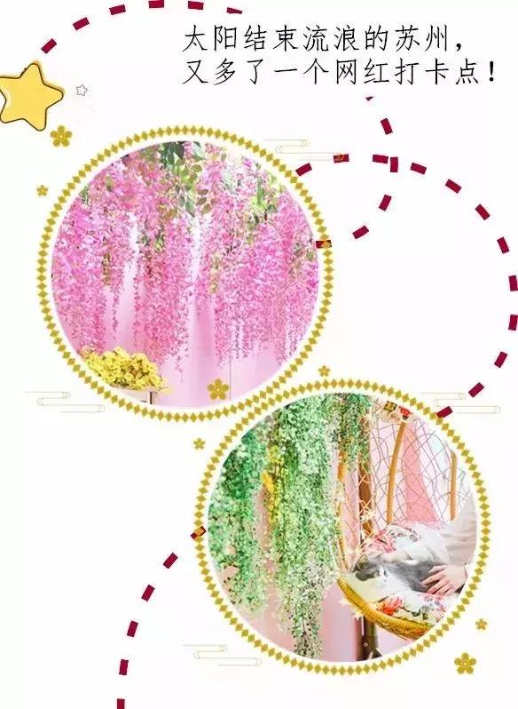 炸裂!因为一只猫,苏州人开启尖叫模式!