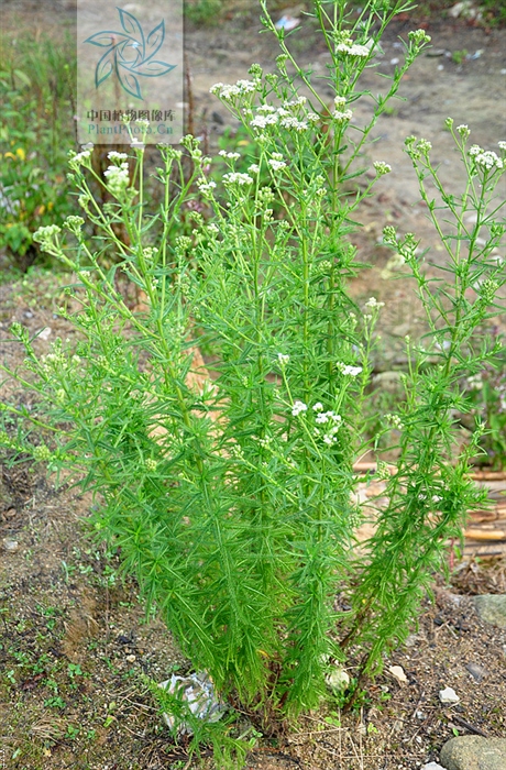 跌打损伤特效药雪上一枝蒿,雪上一枝蒿中药材功能主治