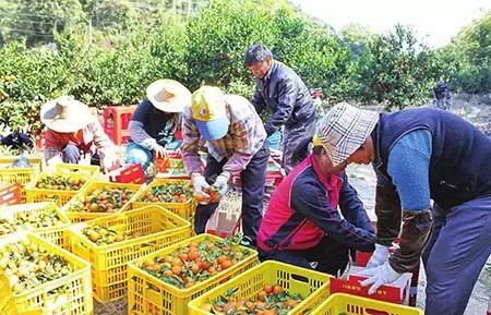 沙糖桔为什么那么容易烂,沙糖桔烂了表现出什么症状