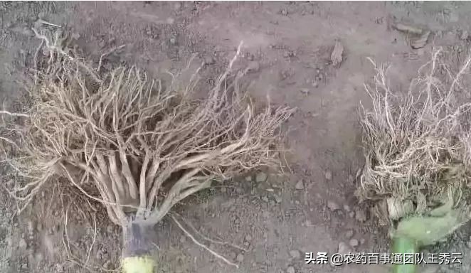 目前最好的除草剂成分有哪些,常用除草剂简介汇总