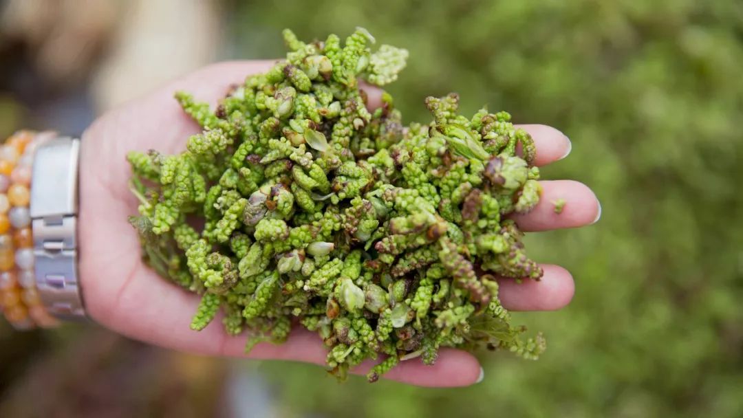 微游|永昌美食十二食辰