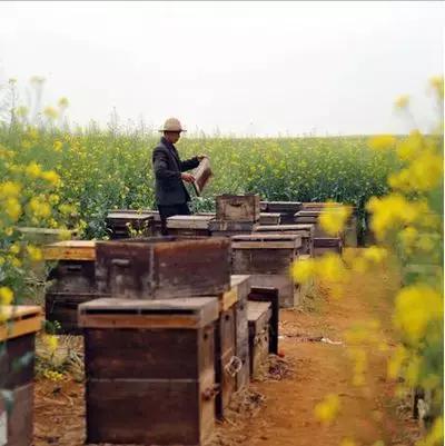 怎样自己做养蜂饲喂器,格子箱养蜂怎么饲喂好
