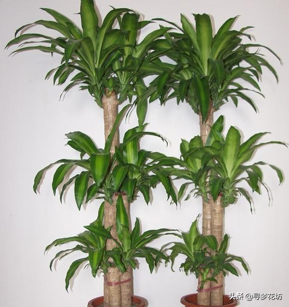 适合摆在客厅且吸甲醛的绿植,适合放客厅的大盆绿植吸甲醛