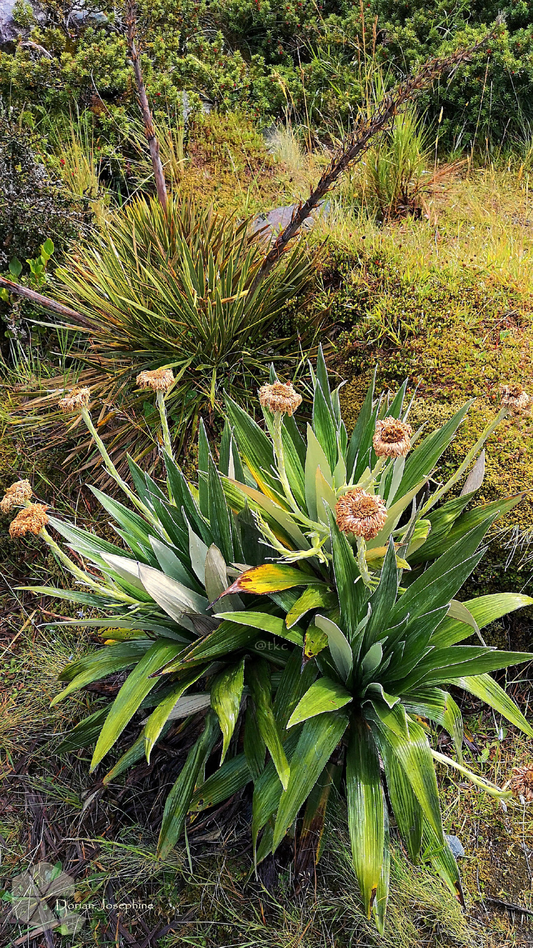 新西兰南岛一日游,新西兰南岛旅游地图