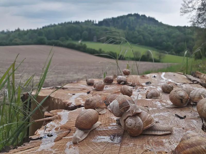 可做成美味！29只盖罩大蜗牛活体寄到我国，成功入侵危害有多大？