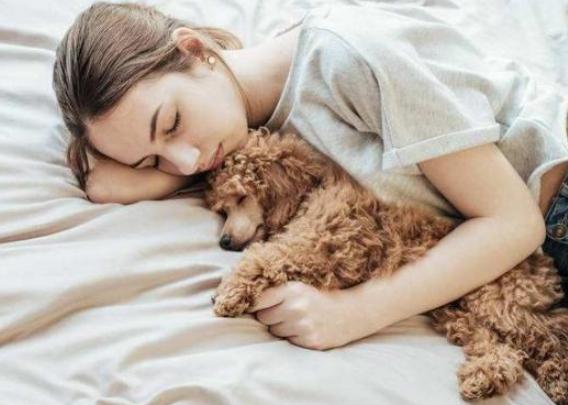 泰迪犬偏不睡狗窝,非要和主人挤一块,第3个原因让人心疼