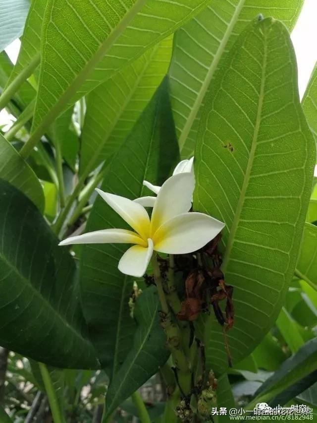 花花世界很美好下一句,花花世界很独特