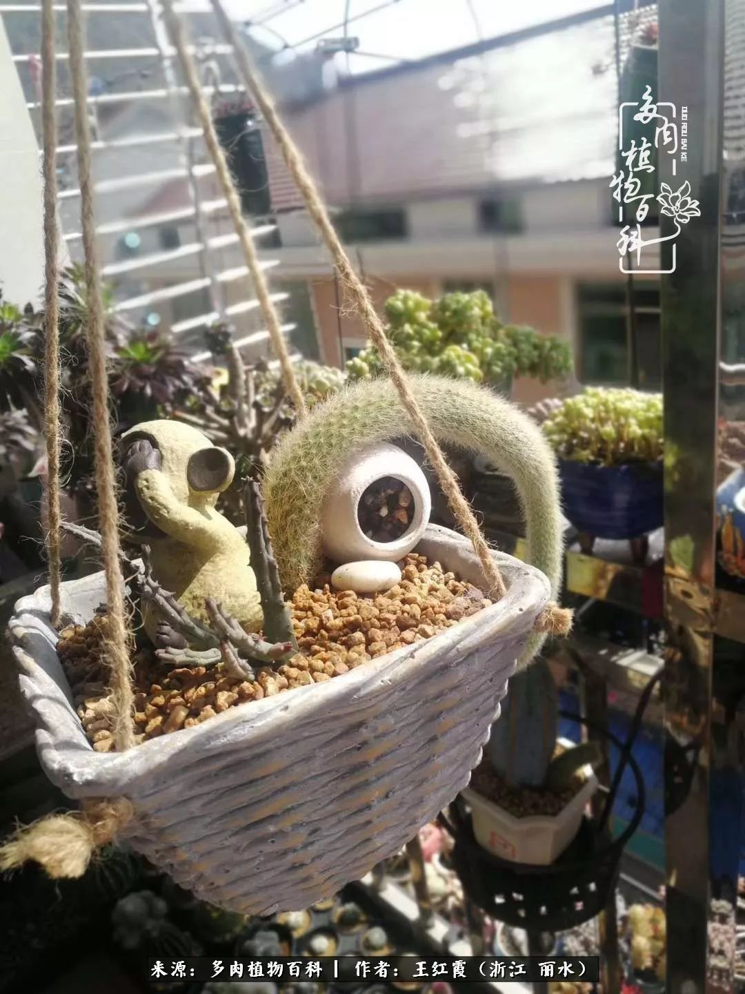 仙人球露养条件,仙人球的露养方法